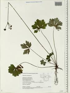 Sanicula europaea L., Eastern Europe, Central region (E4) (Russia)