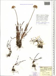 Allium denudatum Redouté, Caucasus, Stavropol Krai, Karachay-Cherkessia & Kabardino-Balkaria (K1b) (Russia)