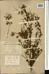 Erodium ciconium, Caucasus, Stavropol Krai, Karachay-Cherkessia & Kabardino-Balkaria (K1b) (Russia)