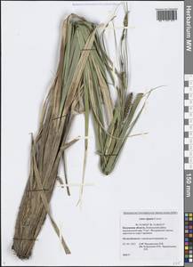 Carex riparia Curtis, Eastern Europe, Central region (E4) (Russia)