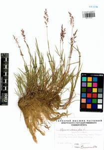 Agrostis stolonifera L., Siberia, Baikal & Transbaikal region (S4) (Russia)