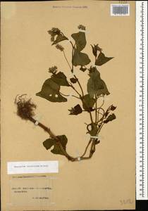 Fagopyrum esculentum Moench, Caucasus, Stavropol Krai, Karachay-Cherkessia & Kabardino-Balkaria (K1b) (Russia)