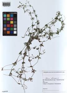 Galium uliginosum L., Siberia, Altai & Sayany Mountains (S2) (Russia)