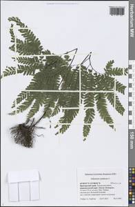 Adiantum pedatum L., Siberia, Russian Far East (S6) (Russia)