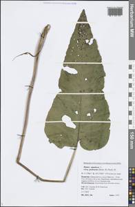 Rumex aquaticus L., Siberia, Baikal & Transbaikal region (S4) (Russia)