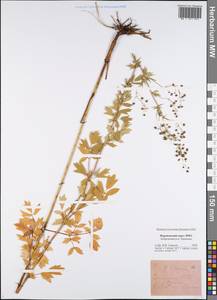 Thalictrum flavum L., Eastern Europe, Central forest-and-steppe region (E6) (Russia)
