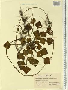 Trapa natans L., Eastern Europe, Lower Volga region (E9) (Russia)