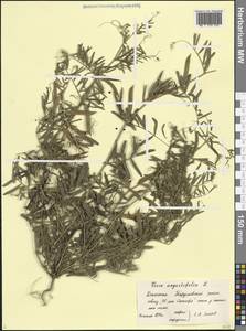 Vicia sativa subsp. nigra Ehrh., Caucasus, Dagestan (K2) (Russia)