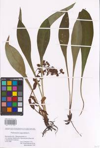 MHA 0 152 802, Pulmonaria angustifolia L., Eastern Europe, Central forest-and-steppe region (E6) (Russia)