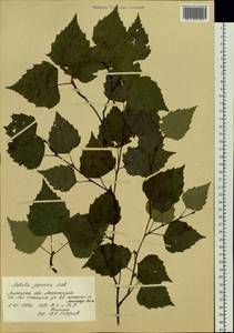 Betula platyphylla Sukaczev, Botanic gardens and arboreta (GARD) (Russia)