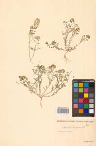 Meniocus linifolius (Stephan ex Willd.) DC., Eastern Europe, Lower Volga region (E9) (Russia)