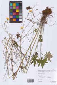 Ranunculus acris L., Eastern Europe, Northern region (E1) (Russia)