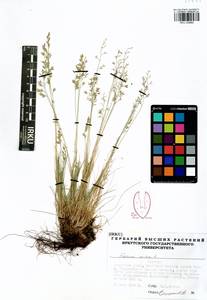 Festuca ovina L., Siberia, Baikal & Transbaikal region (S4) (Russia)