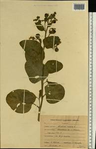Nicotiana rustica L., Eastern Europe, Central forest region (E5) (Russia)