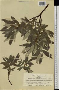 Salix lapponum L., Siberia, Western Siberia (S1) (Russia)