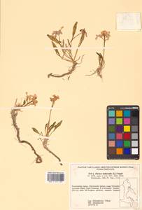 Parrya nudicaulis (L.) Regel, Siberia, Chukotka & Kamchatka (S7) (Russia)