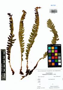 Polystichum lonchitis (L.) Roth, Siberia, Baikal & Transbaikal region (S4) (Russia)