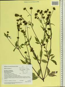 Bidens frondosa L., Eastern Europe, Central region (E4) (Russia)