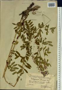 Hedysarum alpinum L., Siberia, Western Siberia (S1) (Russia)