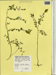 Alysicarpus vaginalis (L.)DC., South Asia, South Asia (Asia outside ex-Soviet states and Mongolia) (ASIA) (Thailand)