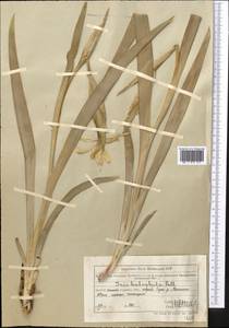 Iris halophila Pall., Middle Asia, Muyunkumy, Balkhash & Betpak-Dala (M9) (Kazakhstan)