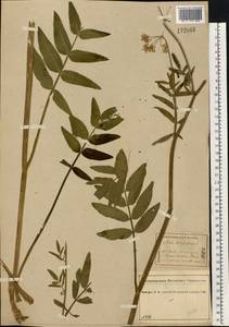 Sium latifolium L., Eastern Europe, Central forest region (E5) (Russia)