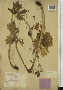 Chaerophyllum hirsutum L., Western Europe (EUR) (Serbia)