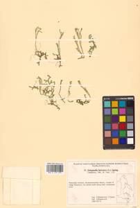 Lycopodioides helvetica (L.) Kuntze, Siberia, Russian Far East (S6) (Russia)