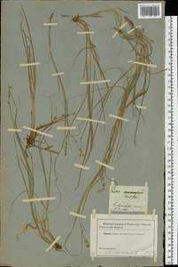 Carex canescens subsp. canescens, Eastern Europe, North-Western region (E2) (Russia)