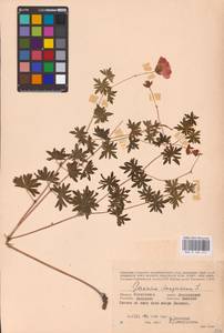 Geranium sanguineum L., Eastern Europe, Western region (E3) (Russia)