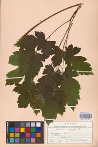 Actaea spicata L., Eastern Europe (no precise locality) (E0)