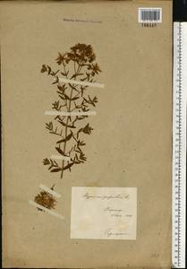 Hypericum perforatum L., Eastern Europe, Central forest-and-steppe region (E6) (Russia)