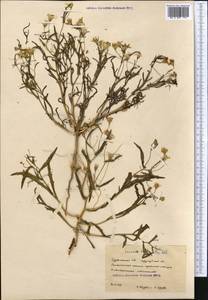 Senecio subdentatus Ledeb., Middle Asia, Karakum (M6) (Turkmenistan)