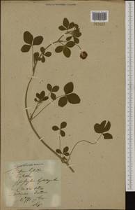 Trifolium hybridum L., Eastern Europe, Latvia (E2b) (Latvia)
