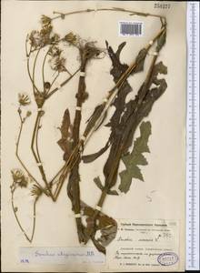 Sonchus arvensis subsp. uliginosus (M. Bieb.) Nyman, Middle Asia, Dzungarian Alatau & Tarbagatai (M5) (Kazakhstan)