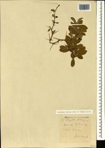 Berberis iberica Stev. & Fisch. ex DC., Caucasus, Armenia (K5) (Armenia)