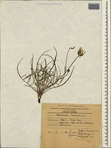 Scorzonera laciniata L., Crimea (KRYM) (Russia)