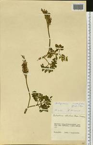 Sceptridium multifidum (S. G. Gmel.) M. Nishida ex Tagawa, Siberia, Russian Far East (S6) (Russia)