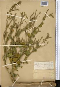 Heliotropium ellipticum Ledeb., Middle Asia, Muyunkumy, Balkhash & Betpak-Dala (M9) (Kazakhstan)