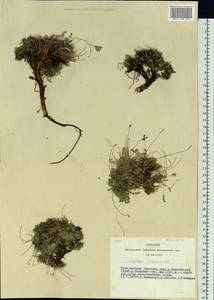 Astragalus filiformis (DC.) Poir., Siberia, Altai & Sayany Mountains (S2) (Russia)
