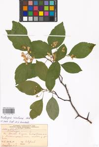 Crataegus rivularis Nutt. ex Torr. & A. Gray, Eastern Europe, Moscow region (E4a) (Russia)