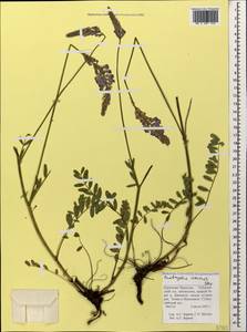 Onobrychis inermis Steven, Caucasus, Stavropol Krai, Karachay-Cherkessia & Kabardino-Balkaria (K1b) (Russia)