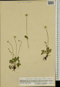 Parnassia laxmannii Pall. ex Schult., Mongolia (MONG) (Mongolia)
