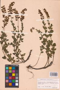 Cytisus nigricans L., Eastern Europe, West Ukrainian region (E13) (Ukraine)