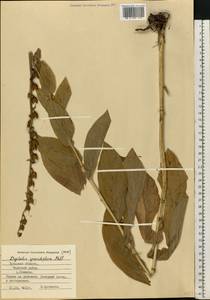 Digitalis grandiflora Mill., Eastern Europe, Central region (E4) (Russia)