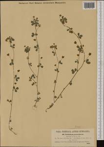 Trifolium campestre Schreb., Western Europe (EUR) (Austria)