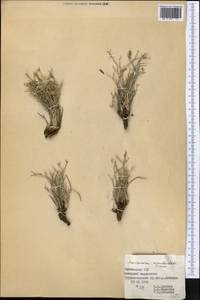 Ramaliella acanthoclada (Franch.) Yild., Middle Asia, Pamir & Pamiro-Alai (M2) (Tajikistan)