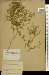 Gypsophila paniculata L., Eastern Europe, Central forest-and-steppe region (E6) (Russia)