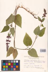 MHA 0 156 075, Stachys sylvatica L., Eastern Europe, Moldova (E13a) (Moldova)