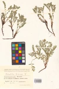 Sibbaldianthe bifurca (L.) Kurtto & T. Erikss., Eastern Europe, Lower Volga region (E9) (Russia)